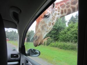 Petting zoo outside of the city!